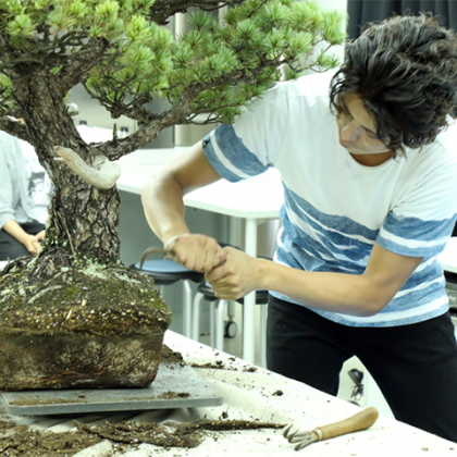bonsai_main480.png